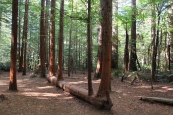 木材對(duì)人類(lèi)的好處，你知道多少？